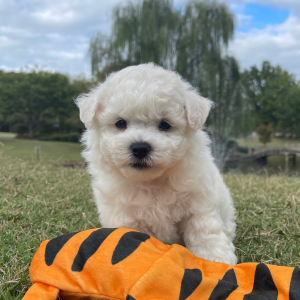 Bichon Frise Puppy Charlie