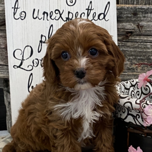 Cavapoo Puppy Waverly