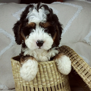 Bernedoodle Puppy Dorie
