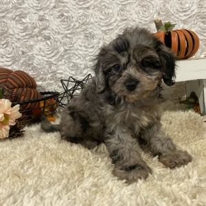 Cavapoo Puppy Wendy