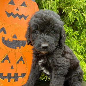 Labradoodle Puppy Austin