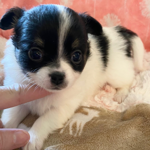 Chihuahua Puppy Clementine