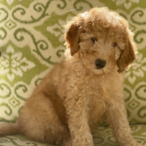 Goldendoodle Puppy Pierce