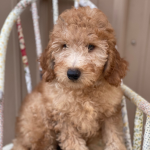 Goldendoodle Puppy Pierce