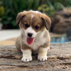 Pembroke Welsh Corgi Puppy Gustavo