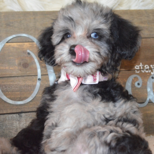 Bernedoodle Puppy Magnolia Jade
