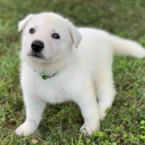German Shepherd Dog Puppy Blaze