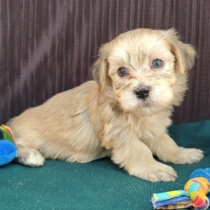 Havanese Puppy Ten