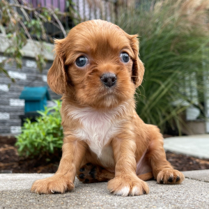 Cavalier King Charles Spaniel Puppy Clete