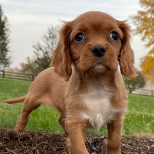 Cavalier King Charles Spaniel Puppy Clete