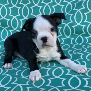 Boston Terrier Puppy Arrow
