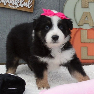 Australian Shepherd Puppy Gretchen