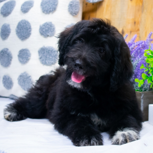 Aussiedoodle Puppy Suzie