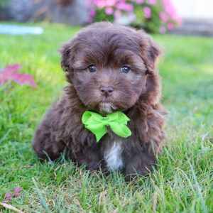 Havanese Puppy Peyton