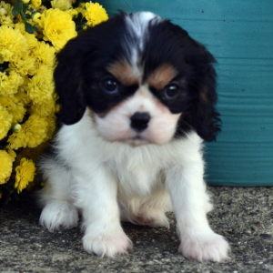 Cavalier King Charles Spaniel Puppy Emma