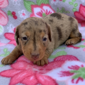 Dachshund Puppy Freida
