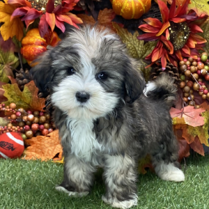 Havanese Puppy Winston