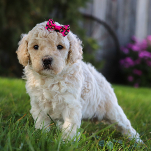 Bichonpoo Puppy Amelia