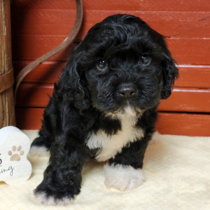 Cocker Spaniel Puppy Gibb