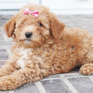 Poodle Puppy Dawn