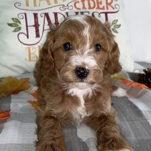 Cavapoo Puppy Tiesha