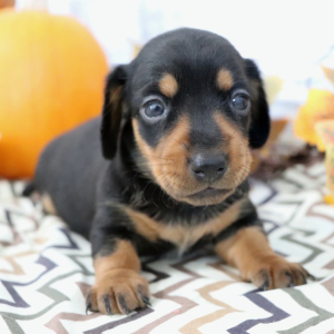 Dachshund Puppy Mattie