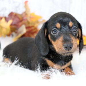 Dachshund Puppy Mattie