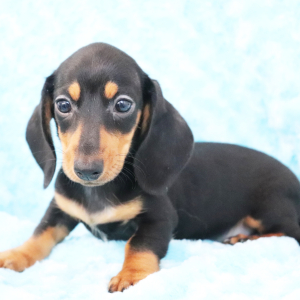 Dachshund Puppy Mattie