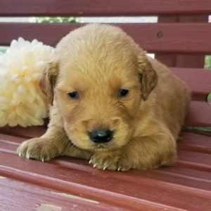Golden Retriever Puppy Rambo