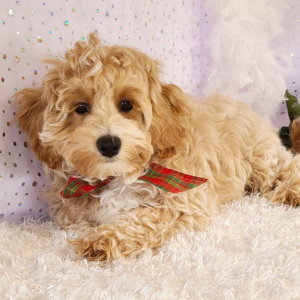 Maltipoo Puppy Louie