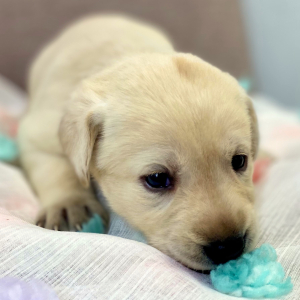 Labrador Retriever Puppy Shelby