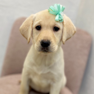 Labrador Retriever Puppy Shelby