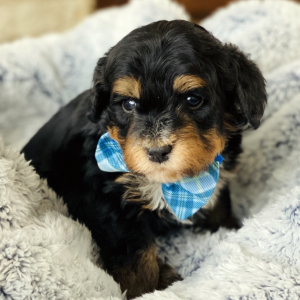 Bernedoodle Puppy Finn