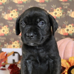 Cane Corso Puppy Lane
