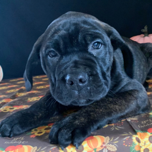 Cane Corso Puppy Lane