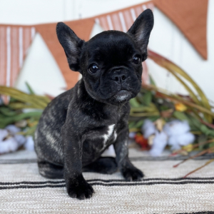 French Bulldog Puppy Bella