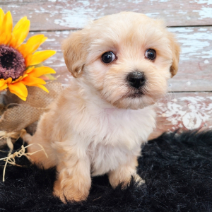 Maltipoo Puppy Peanuts