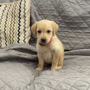 Labrador Retriever Puppy Millie