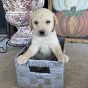 Labrador Retriever Puppy Marco