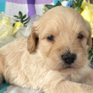 Goldendoodle Puppy Glen