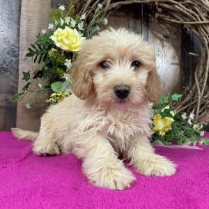 Goldendoodle Puppy Glen