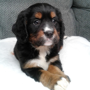 Bernalier Puppy Hannah
