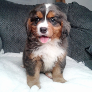Bernalier Puppy Flynn