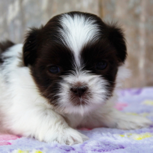 Shih Tzu Puppy Anne