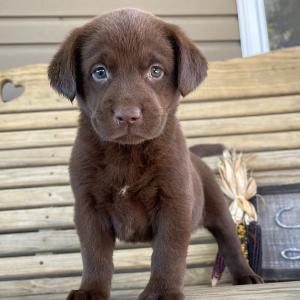 Labrador Retriever Puppy Jane