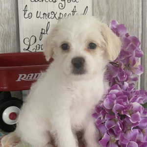 Cavapoo Puppy Rihanna