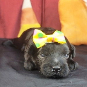 Havapoo Puppy Taisha