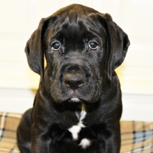 Labernese Puppy Dexter