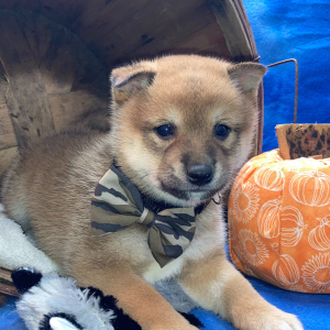 Shiba Inu Puppy Kenji