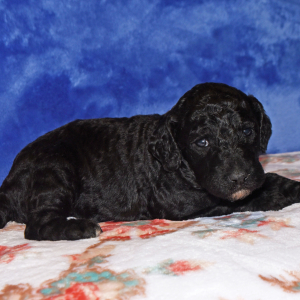 Poodle Puppy Abbie